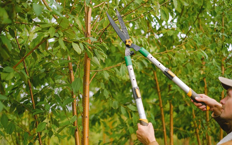 Tree trimming in Tannersville, PA