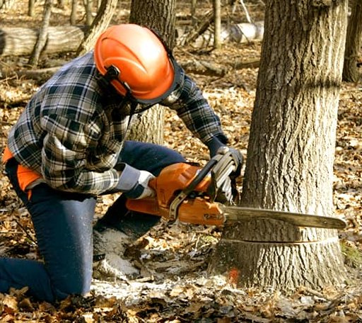 Tree Removal in Tannersville, PA